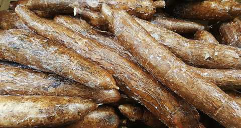 Arrowroot