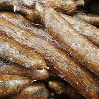 Arrowroot