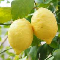 Citron